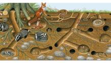 Life Underground- Tunnel into a World of Wildlife Medium 12926415 